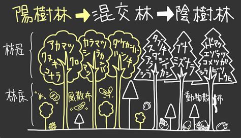 陽樹 陰樹 一覧|雑木林の遊歩道～植生【植物の生態のまとめ】